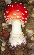 Image of Fly agaric