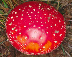 Image of Fly agaric