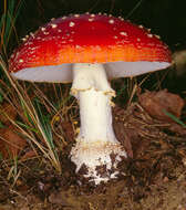 Image of Fly agaric