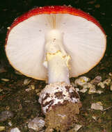 Image of Fly agaric