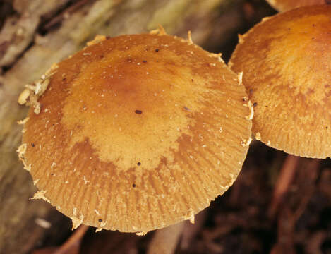 Image de Conocybe brunnea J. E. Lange & Kühner ex Watling 1971