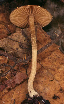 Image de Conocybe brunnea J. E. Lange & Kühner ex Watling 1971