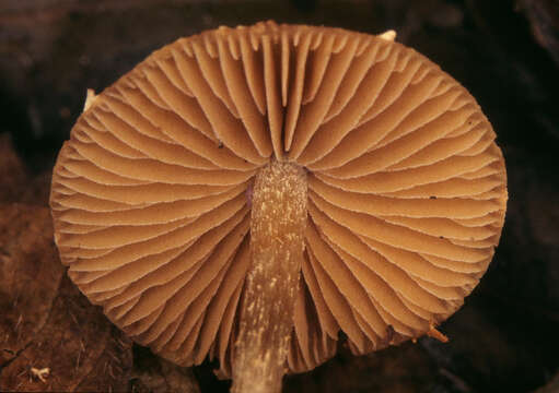 Image of Conocybe brunnea J. E. Lange & Kühner ex Watling 1971