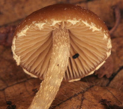 Image of Conocybe brunnea J. E. Lange & Kühner ex Watling 1971