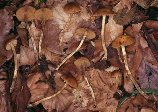 Слика од Conocybe brunnea J. E. Lange & Kühner ex Watling 1971