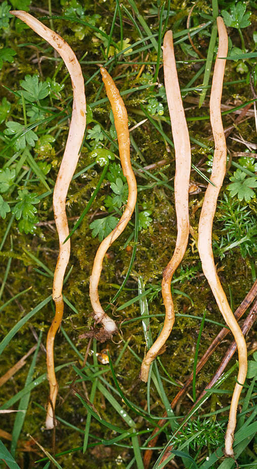 Clavulinopsis luteoalba (Rea) Corner 1950 resmi