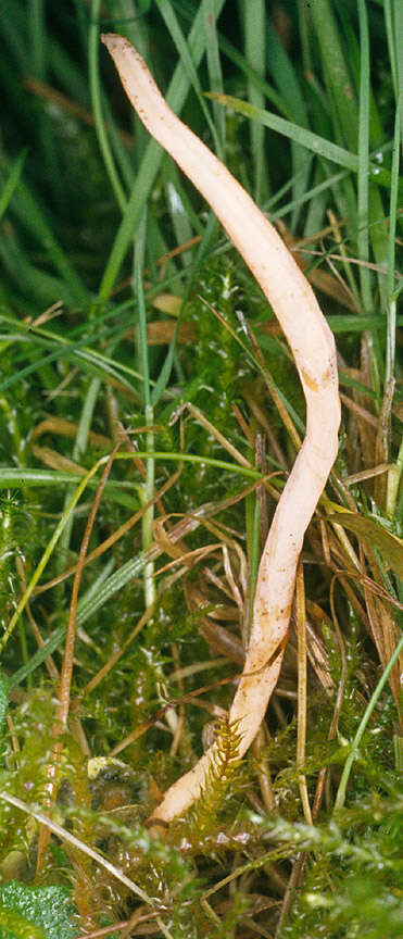 Clavulinopsis luteoalba (Rea) Corner 1950 resmi