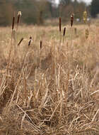 Image of broadleaf cattail