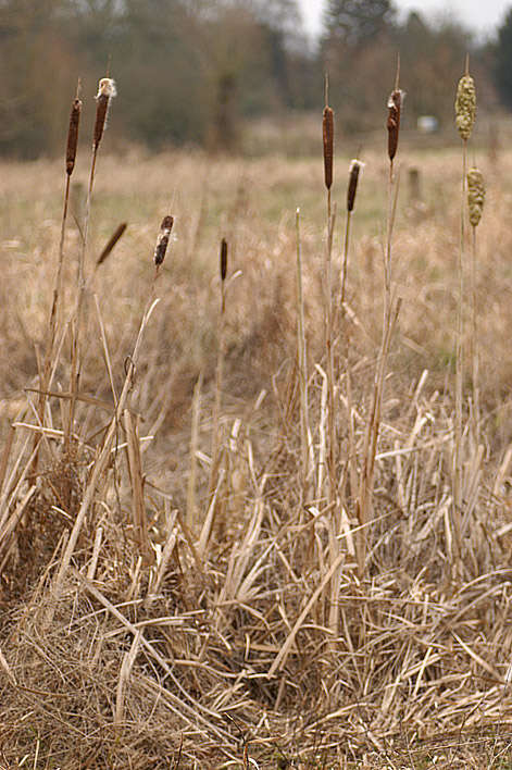 Image of broadleaf cattail