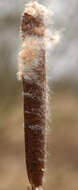 Image of broadleaf cattail