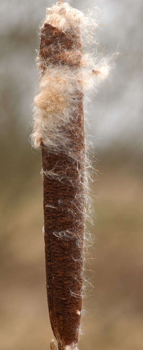 Image de Massette à Larges Feuilles