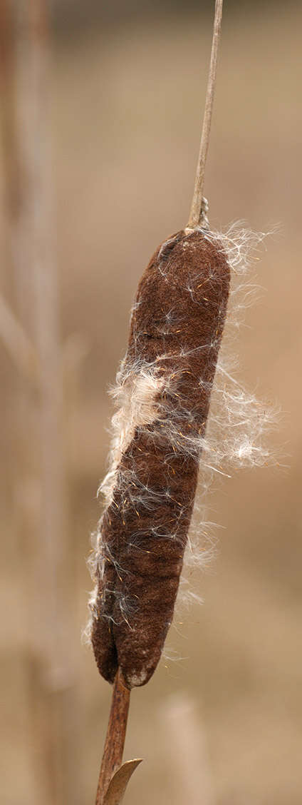 Image de Massette à Larges Feuilles