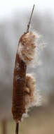 Image of broadleaf cattail