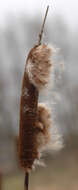 Image of broadleaf cattail