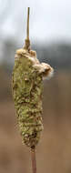 Image of broadleaf cattail