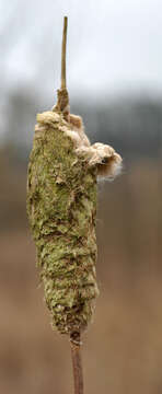 Image of broadleaf cattail