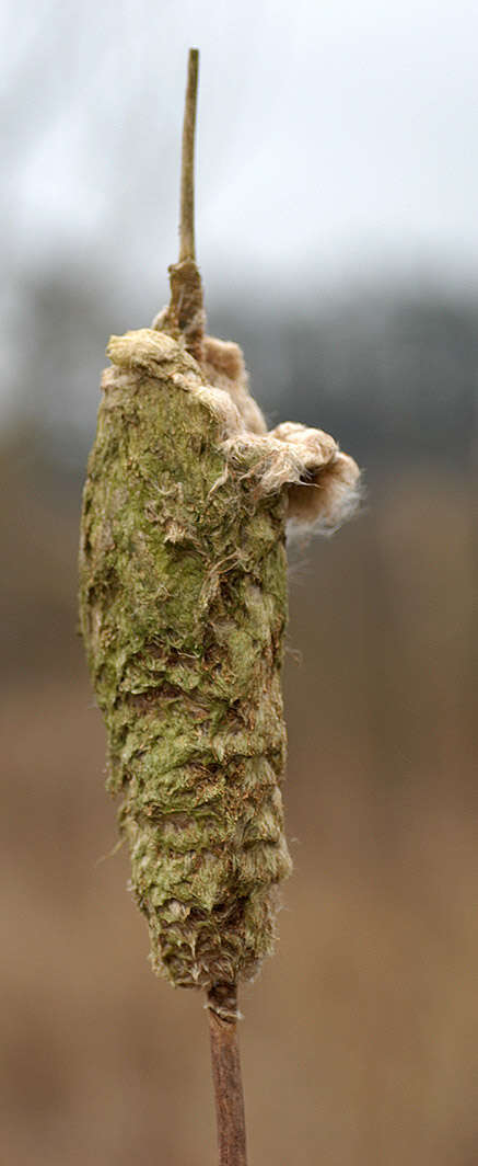 Image of broadleaf cattail