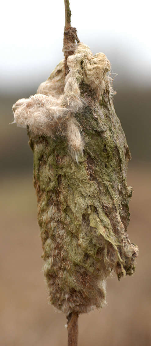 Image of broadleaf cattail