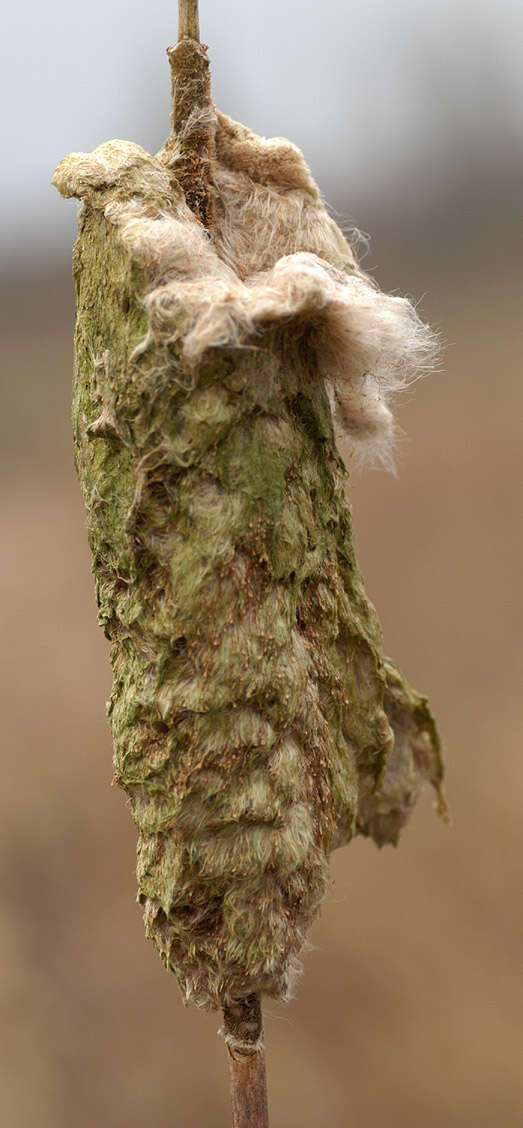 Image de Massette à Larges Feuilles