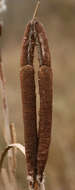 Image of broadleaf cattail