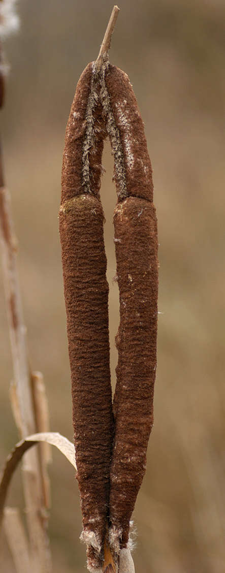 Image de Massette à Larges Feuilles