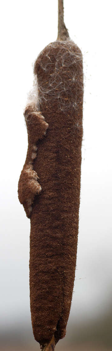 Image of broadleaf cattail