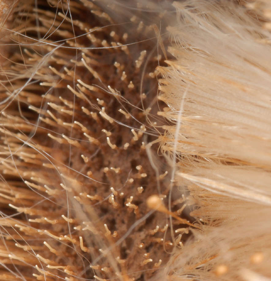 Image of broadleaf cattail