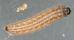 Image of Limnaecia phragmitella Stainton 1851