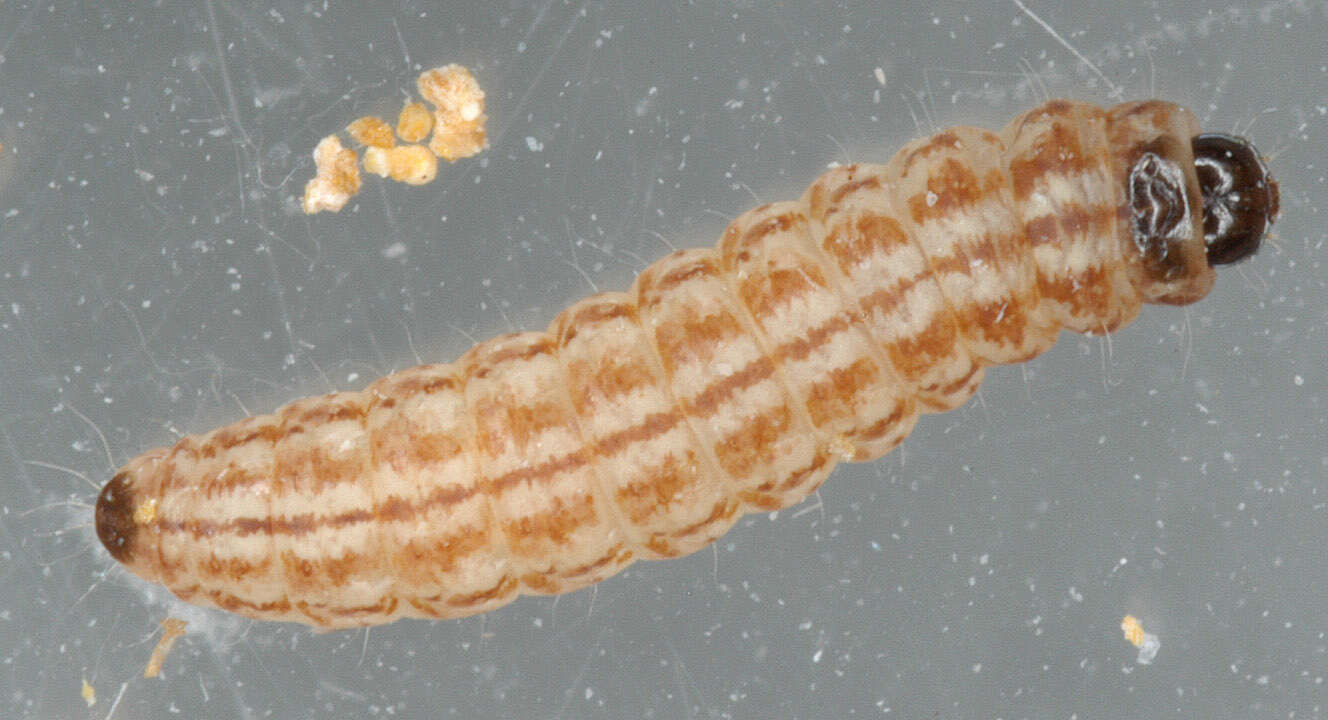 Image of Limnaecia phragmitella Stainton 1851