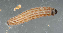 Image of Limnaecia phragmitella Stainton 1851