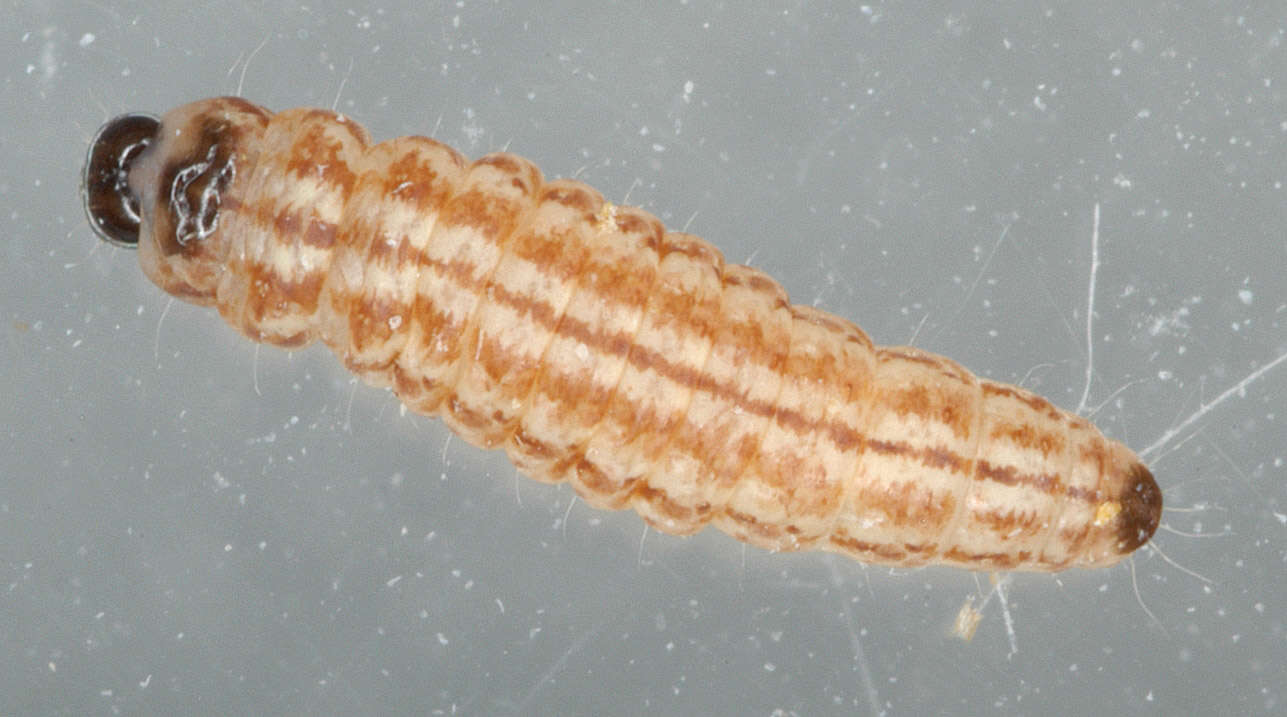 Image of Limnaecia phragmitella Stainton 1851