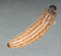 Image of Limnaecia phragmitella Stainton 1851