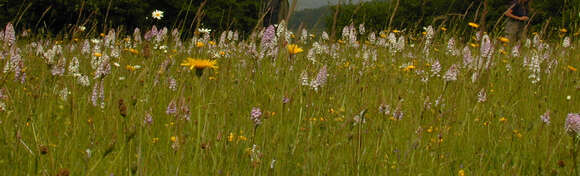 Image of Dactylorhiza fuchsii × Dactylorhiza maculata