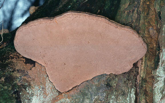 Image of Ganoderma australe (Fr.) Pat. 1889