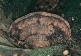 Image of Ganoderma australe (Fr.) Pat. 1889