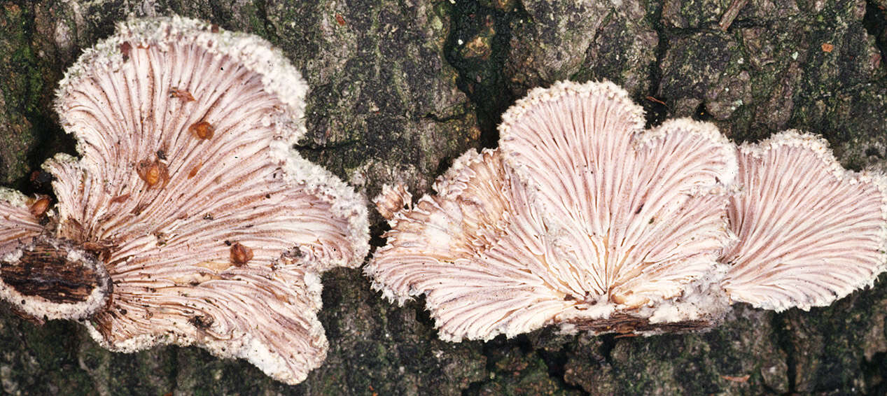 Image of Schizophyllum