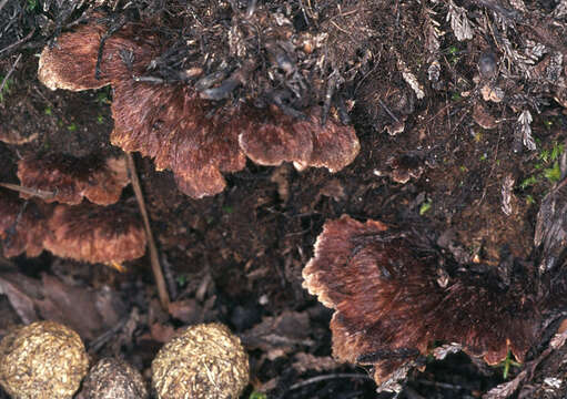 Image of Thelephora terrestris Ehrh. 1787