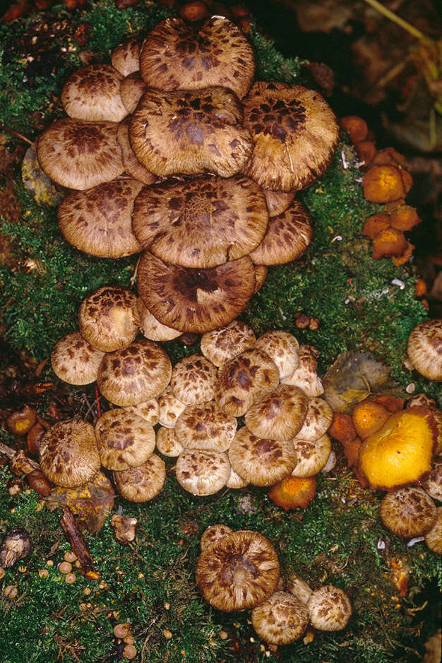 Image of Psathyrella maculata (C. S. Parker) A. H. Sm. 1972