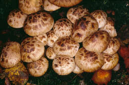 Image de Psathyrella maculata (C. S. Parker) A. H. Sm. 1972