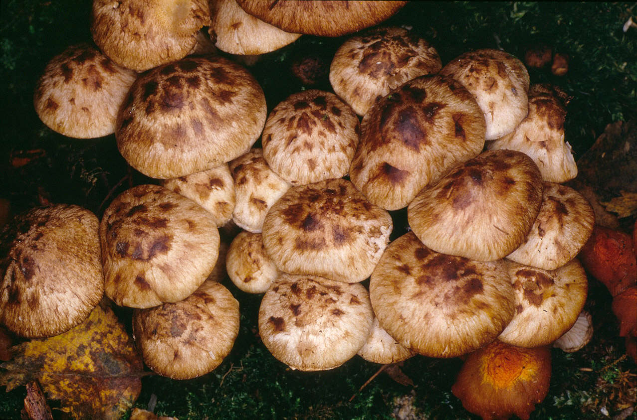 Image of Psathyrella maculata (C. S. Parker) A. H. Sm. 1972