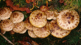 Image de Psathyrella maculata (C. S. Parker) A. H. Sm. 1972