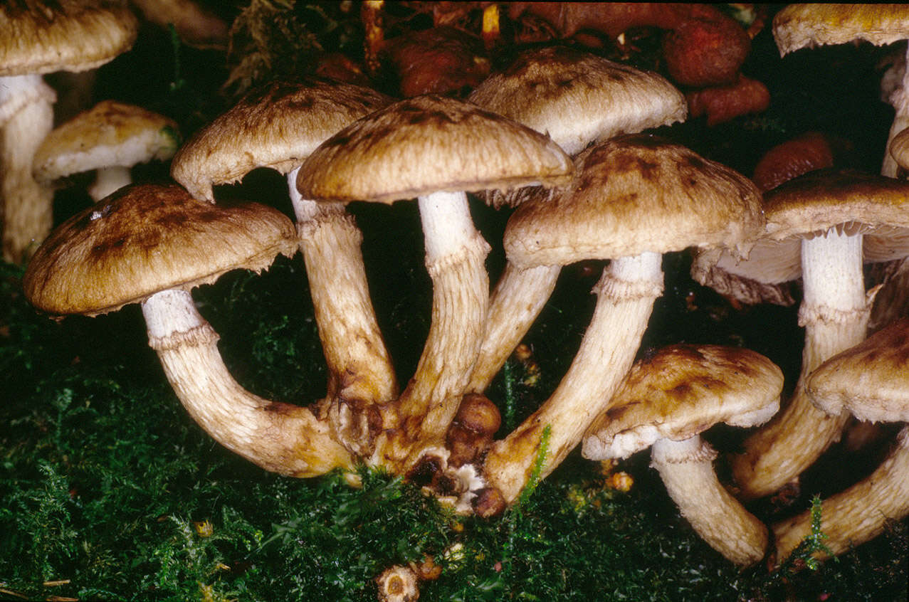 Image de Psathyrella maculata (C. S. Parker) A. H. Sm. 1972