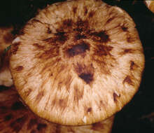 Image de Psathyrella maculata (C. S. Parker) A. H. Sm. 1972