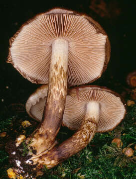 Image de Psathyrella maculata (C. S. Parker) A. H. Sm. 1972