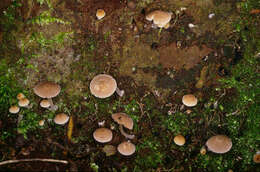 Imagem de Psathyrella pygmaea (Bull.) Singer 1951