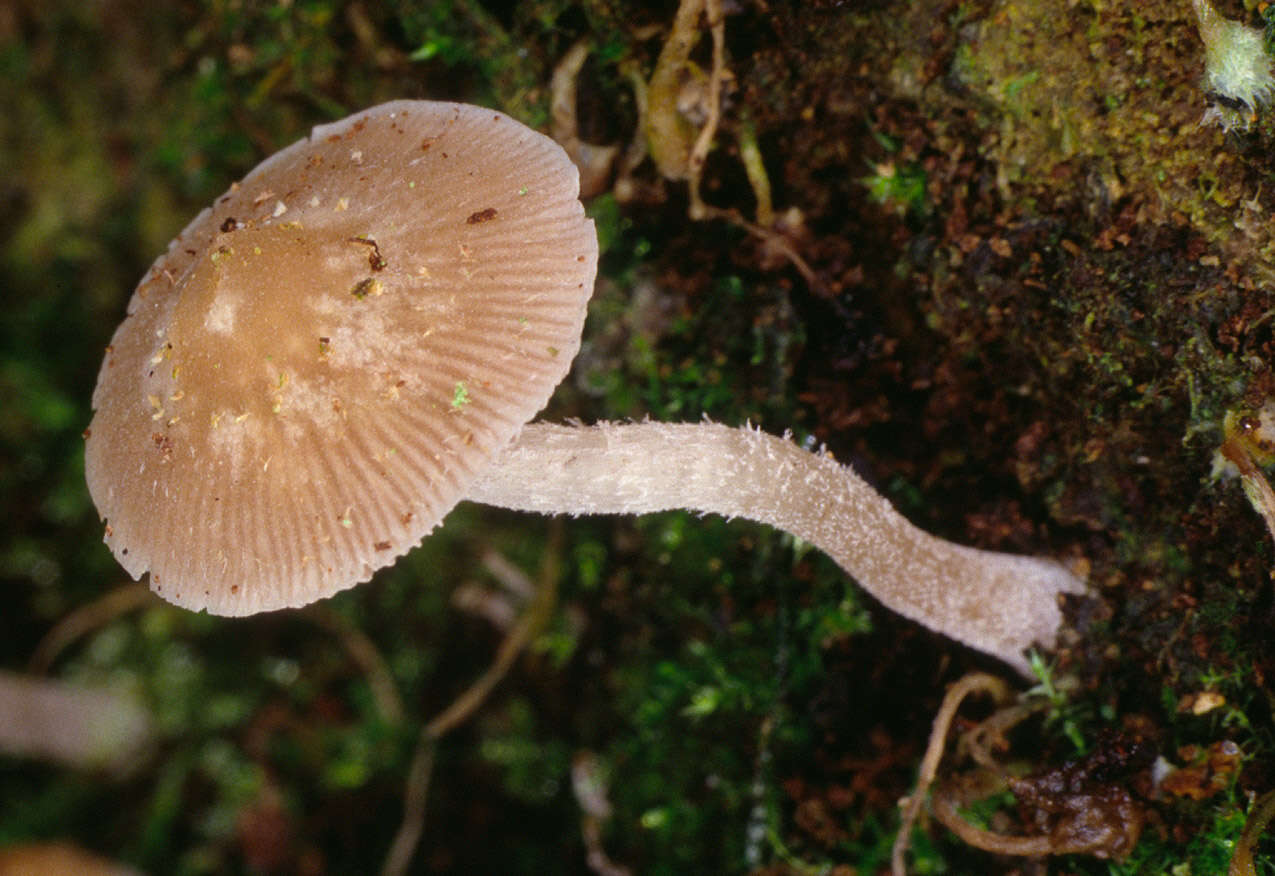 Image of Psathyrella pygmaea (Bull.) Singer 1951