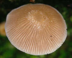 Imagem de Psathyrella pygmaea (Bull.) Singer 1951