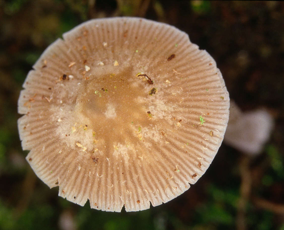 Image of Psathyrella pygmaea (Bull.) Singer 1951