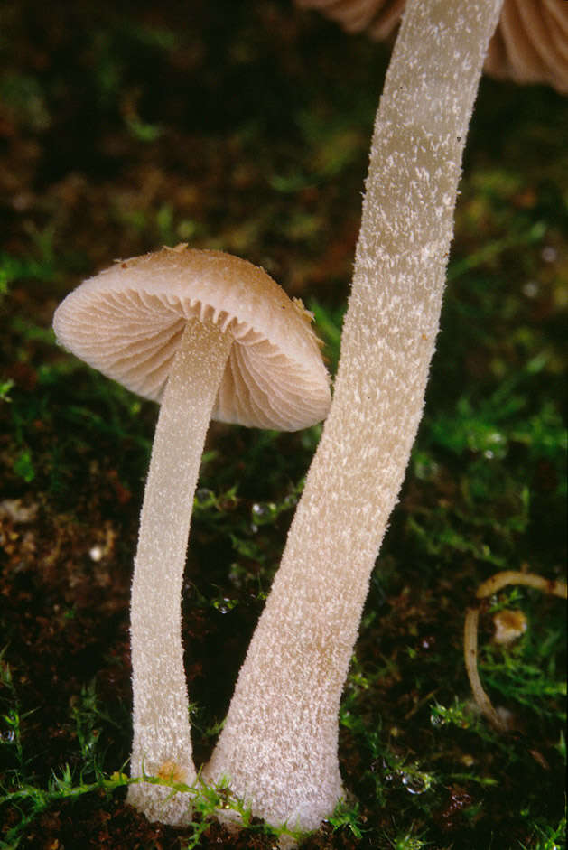 Imagem de Psathyrella pygmaea (Bull.) Singer 1951