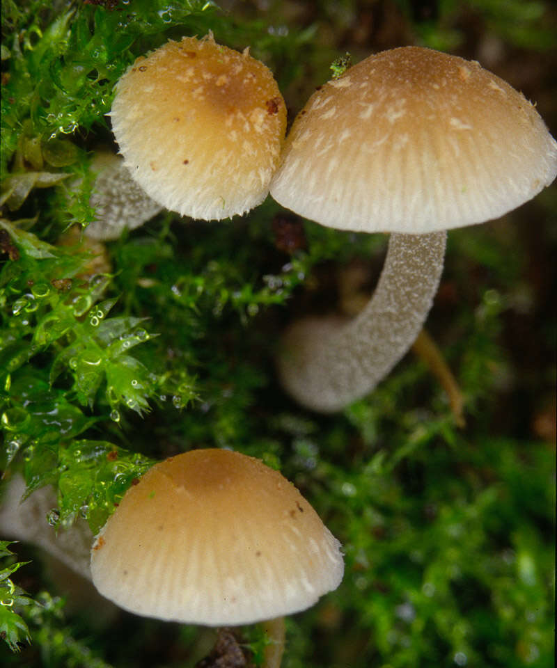 Image of Psathyrella pygmaea (Bull.) Singer 1951